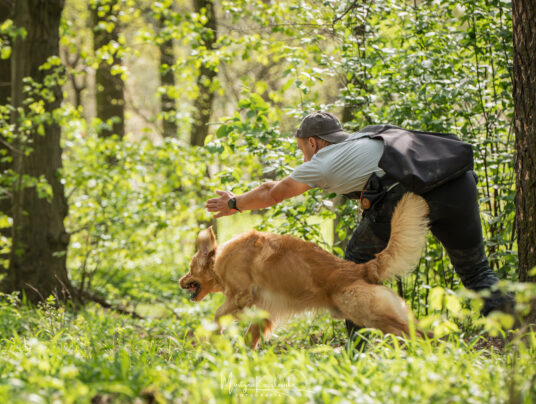 CZWORONOGI–CZWORONOGOM, zdjęcie: SIRVIS nad Jeziorem Serwy - zdjęcie z zawodów - zobacz jak trenujemy aporty w otoczeniu Puszczy Augustowskiej