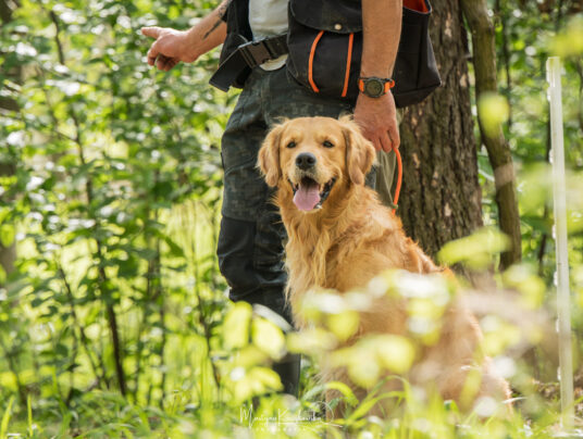 CZWORONOGI–CZWORONOGOM, zdjęcie: SIRVIS nad Jeziorem Serwy - zdjęcie z zawodów - zobacz jak trenujemy aporty w otoczeniu Puszczy Augustowskiej