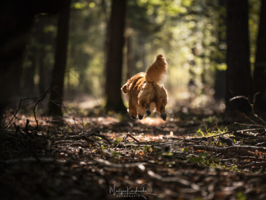 CZWORONOGI–CZWORONOGOM, zdjęcie: SIRVIS nad Jeziorem Serwy - zdjęcie z zawodów - zobacz jak trenujemy aporty w otoczeniu Puszczy Augustowskiej