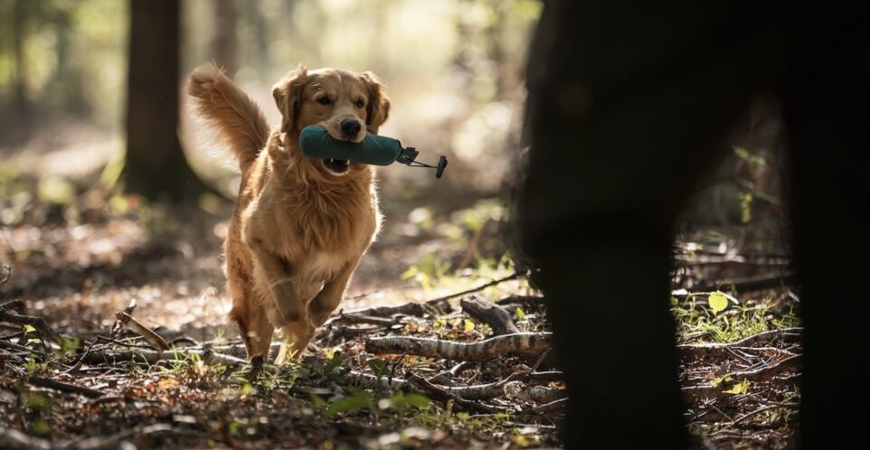 CZWORONOGI–CZWORONOGOM