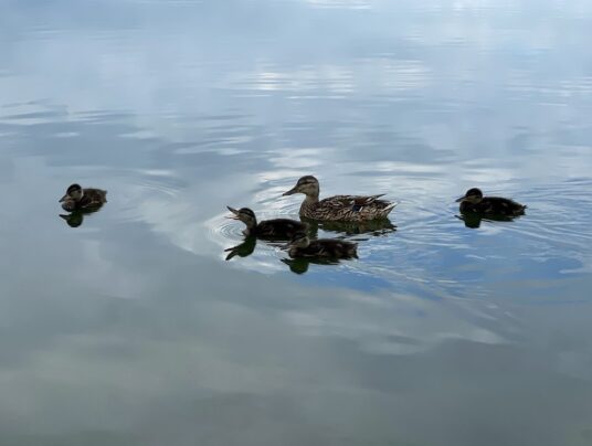 SIRVIS na wodzie, zdjęcie: natura - SIRVIS - jezioro Serwy - Suwalszczyzna