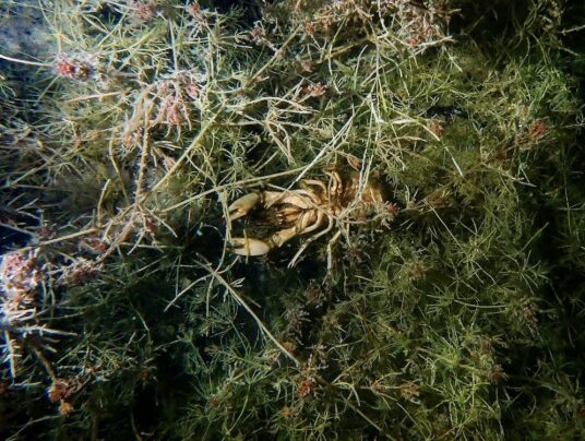 SIRVIS na wodzie, zdjęcie: nurkowanie - SIRVIS - jezioro Serwy - Suwalszczyzna