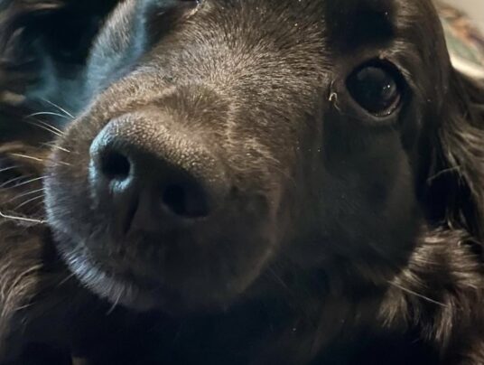 SIRVIS - czworonożni gospodarze, zdjęcie: Mała Lucy w rytmie slow