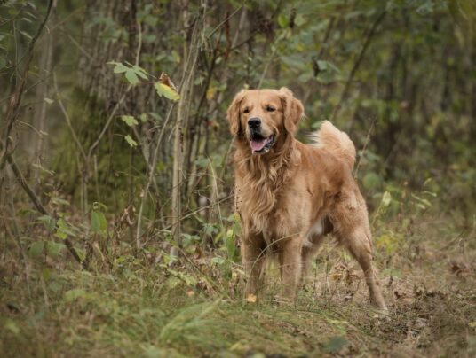 SIRVIS - czworonożni gospodarze, zdjęcie: Cisza, koncentracja, aport - Wincent