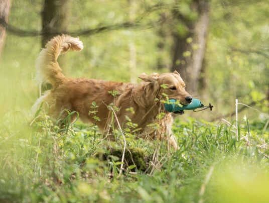 SIRVIS - czworonożni gospodarze, zdjęcie: Wincent w pracy