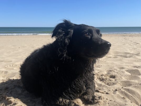 SIRVIS - czworonożni gospodarze, zdjęcie: Lucy na wakacjach