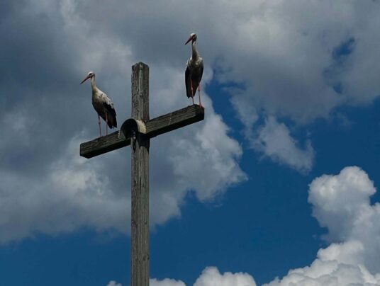 SIRVIS okolice, zdjęcie: natura - SIRVIS - Suwalszczyzna