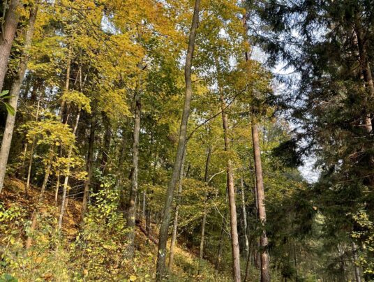 SIRVIS okolice, zdjęcie: nasze lasy - SIRVIS - Suwalszczyzna