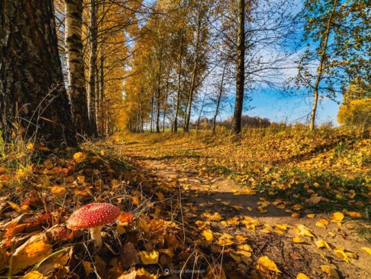 The best of..., zdjęcie: Suwalszczyzna - najpiękniejsze krajobrazy i natura w naszej okolicy | SIRVIS Apartamenty