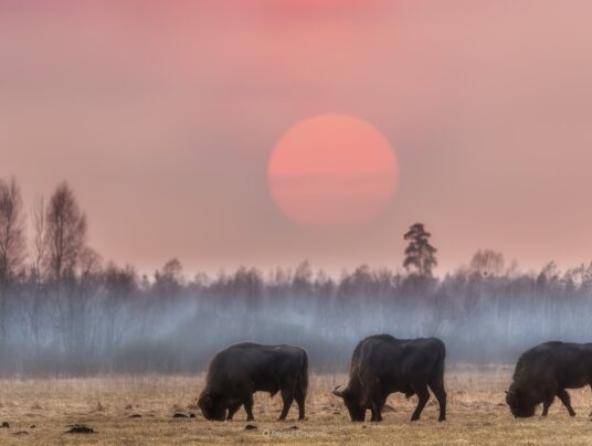 The best of..., zdjęcie: Suwalszczyzna - najpiękniejsze krajobrazy i natura w naszej okolicy | SIRVIS Apartamenty