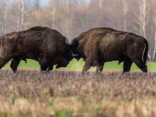 The best of..., zdjęcie: Suwalszczyzna - najpiękniejsze krajobrazy i natura w naszej okolicy | SIRVIS Apartamenty